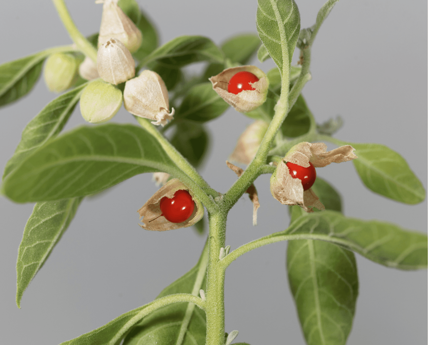 My Balance Nutrisentials Organic Ashwagandha - An Ancient Treasure - GreenEnvy